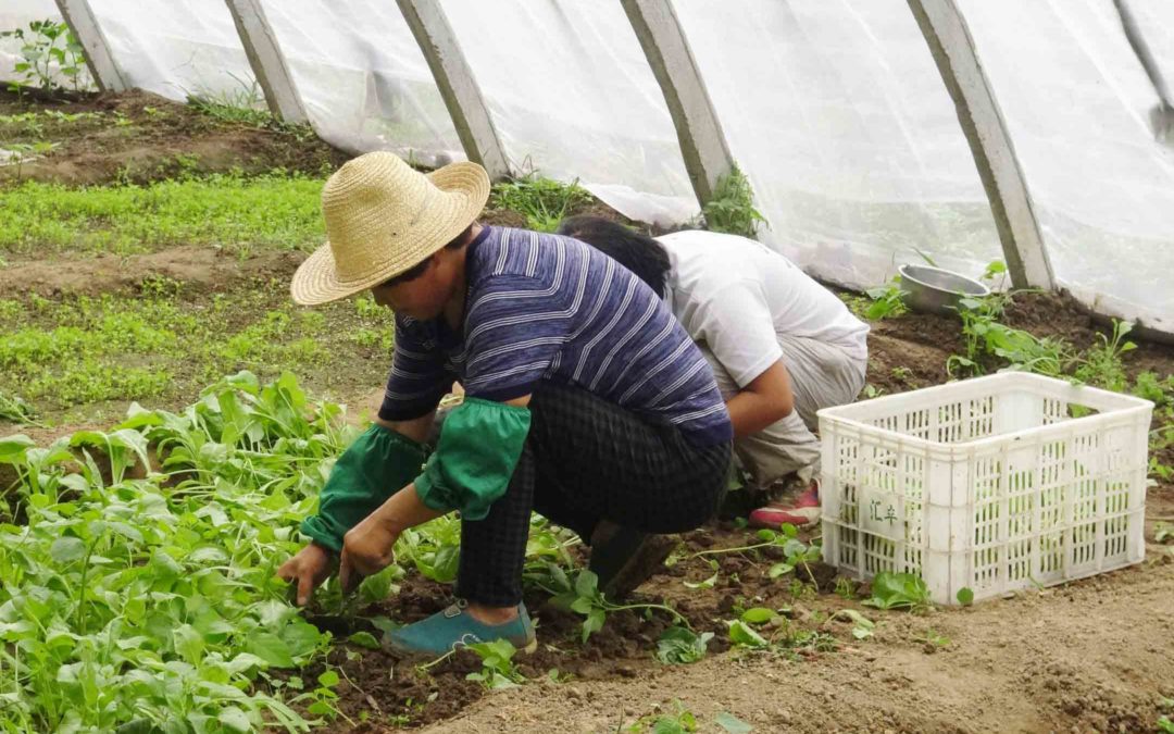 How To Start A Vegetable Garden