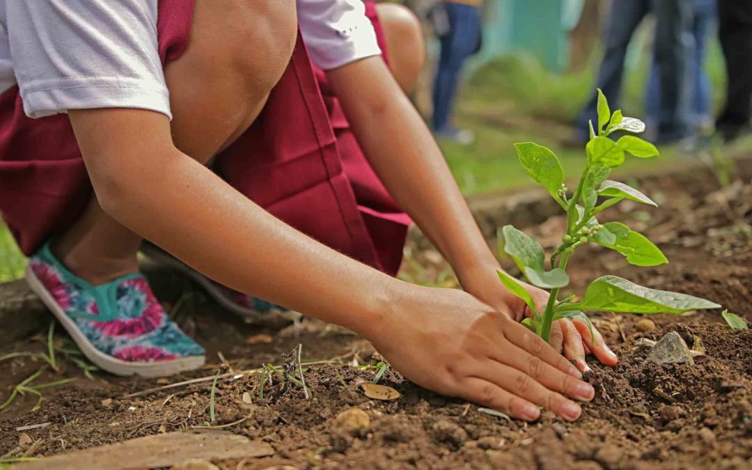 How Plants Bring Energy into Home