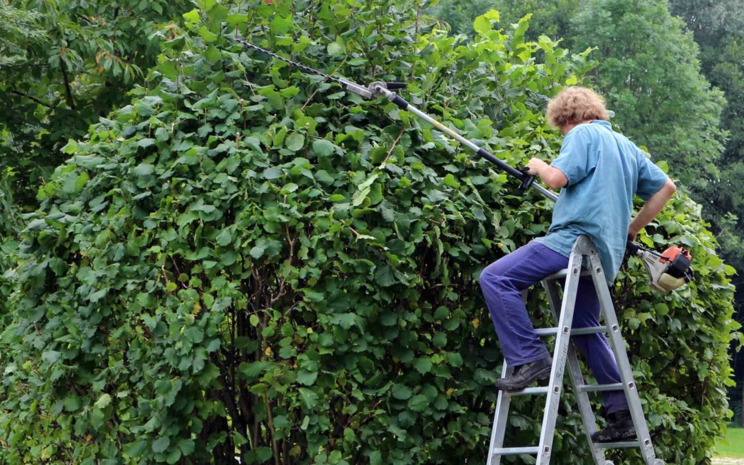 Create A Pollinator Victory Garden With Us