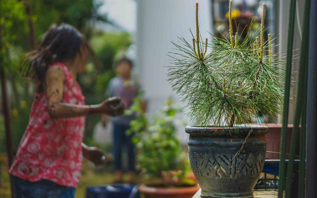 How to care for a bonsai tree outdoors